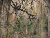 The Apple Orchard Bandit