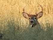 White Tail Buck