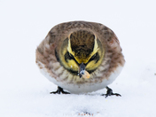 Horned Lark & A Kernel of Hope