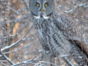 A grey owl