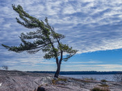 Revisiting Tom Thomson and the Group of Seven