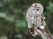 Barred Owl
