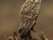 Wall Hanger (Short-Eared Owl)