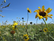 Flowers Frolicking in the Sun