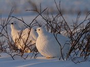 Willow Ptarmigan in winter