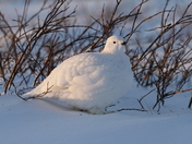 Willow Ptarmigan in winter