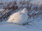 Willow Ptarmigan in winter