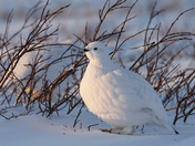 Willow Ptarmigan in winter