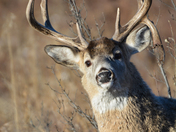 White Tail Buck 