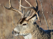 White Tail Buck 