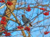 Bohemian Waxwing