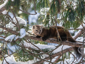 Pine Martin