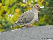 Morning Dove 