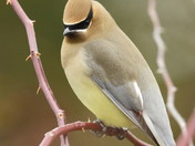 Cedar Waxwing