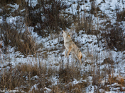 Coyote 