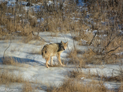 Coyote 
