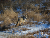 Coyote 
