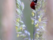 Ladybug
