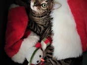 Christmas Kitten