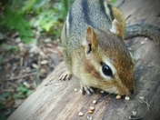 Ontario Chipmunk