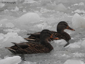 Ducks On Ice