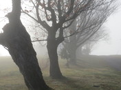 Misty morning trees