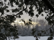 Sunlight through the trees