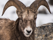 Big Horn Sheep
