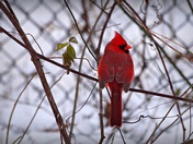 Cardinal in Winter.