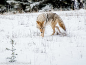 Coyote 