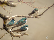 Perched Tree Swallows