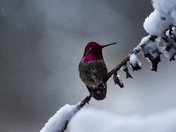 Hummingbirds by the Snow