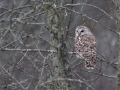 Barred Owl
