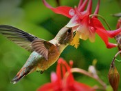 Humming Bird