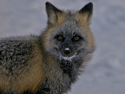 Cross Country Cross Fox