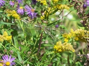 Scarborough Bluffs Dragonfly 