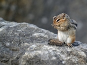 Chipmunk
