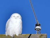 Snowy Owl