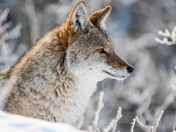 Relaxing in the snow
