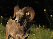 King of the Mountain