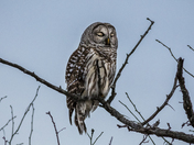 Sleepy Barred Owl