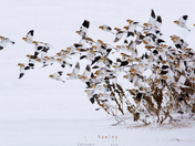 Snow Bunting Eruption