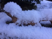 Frozen squirrel doing impression of hedgehog!