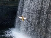 Hummingbird in the Falls