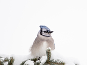 Blue Jay