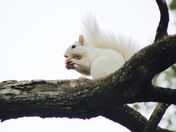 Unique White Squirrel 