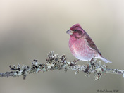 Purple Finch