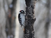 Hairy Woodpecker 