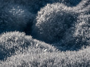 Frosty Snow