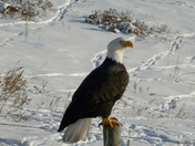 Eagle